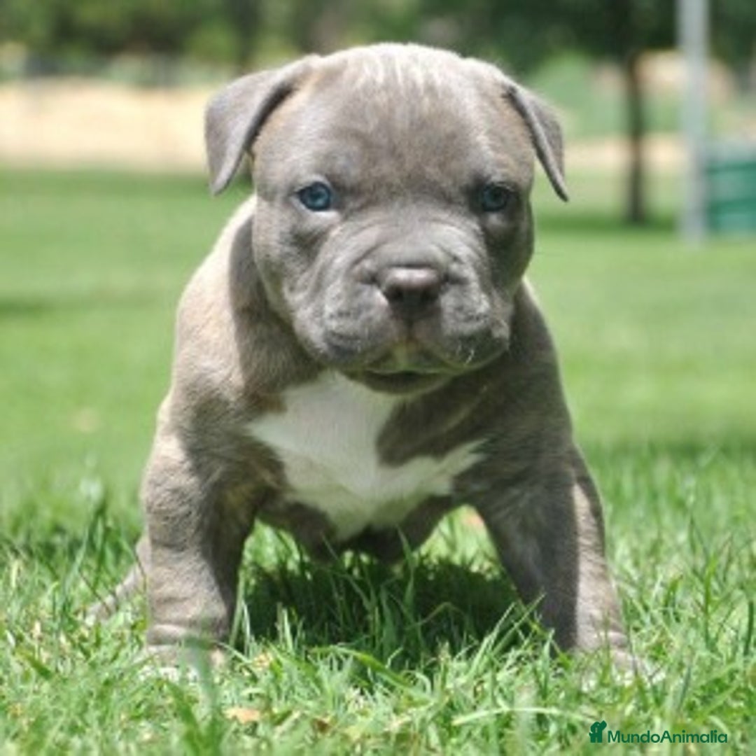 American Staffordshire-Terrier perros en venta: AMERICAN STAFFORD BLUE 631 67 03 85 - Imagen 1
