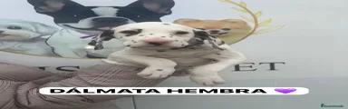 Dálmata Cachorro 5
