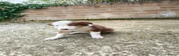 Border Collie perros en venta: Cachorros border collie puros! 2 meses - Anuncio 5