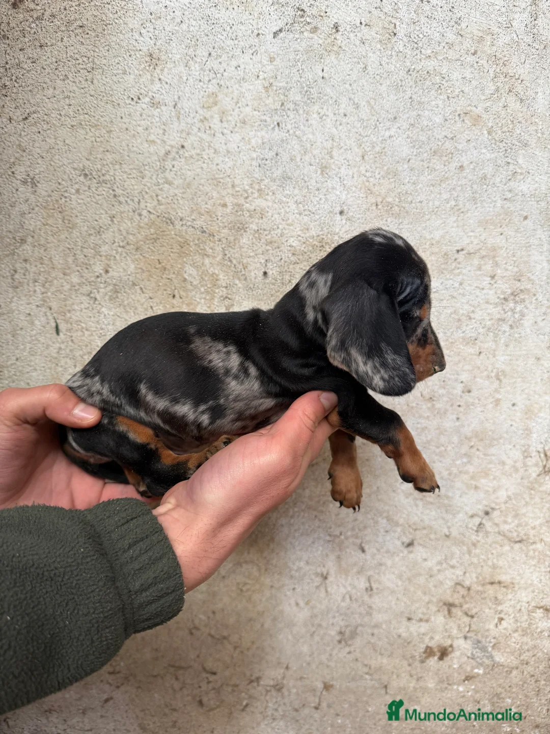 Teckel Miniatura perros en venta: TECKEL ARLEQUÍN PLATA en Salamanca - Anuncio 1