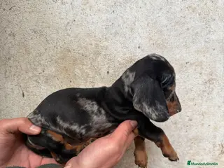 Teckel Miniatura perros TECKEL ARLEQUÍN PLATA en Salamanca - Anuncio 1