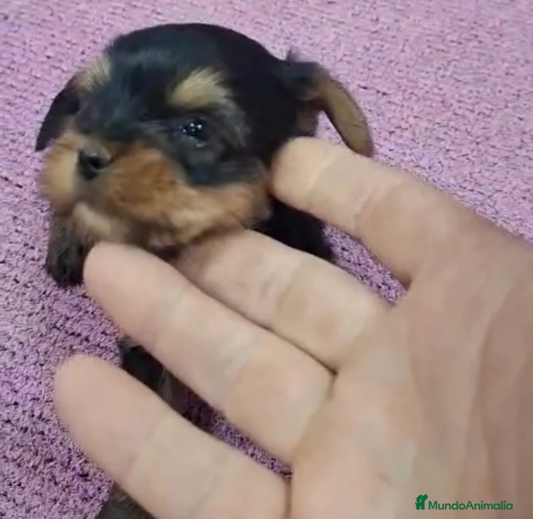 Yorkshire Terrier perros en venta: Preciosas Yorkshire Toy disponibles para entregar en Málaga - Anuncio 2