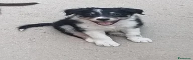 Border Collie 4