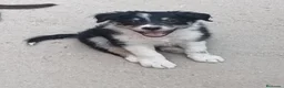 Border Collie perros en venta: Cachorros de border collie - Anuncio 11