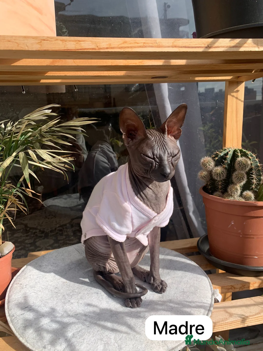 Sphynx gatos en venta: Encantadores Don Sphynx en Madrid - Anuncio 5