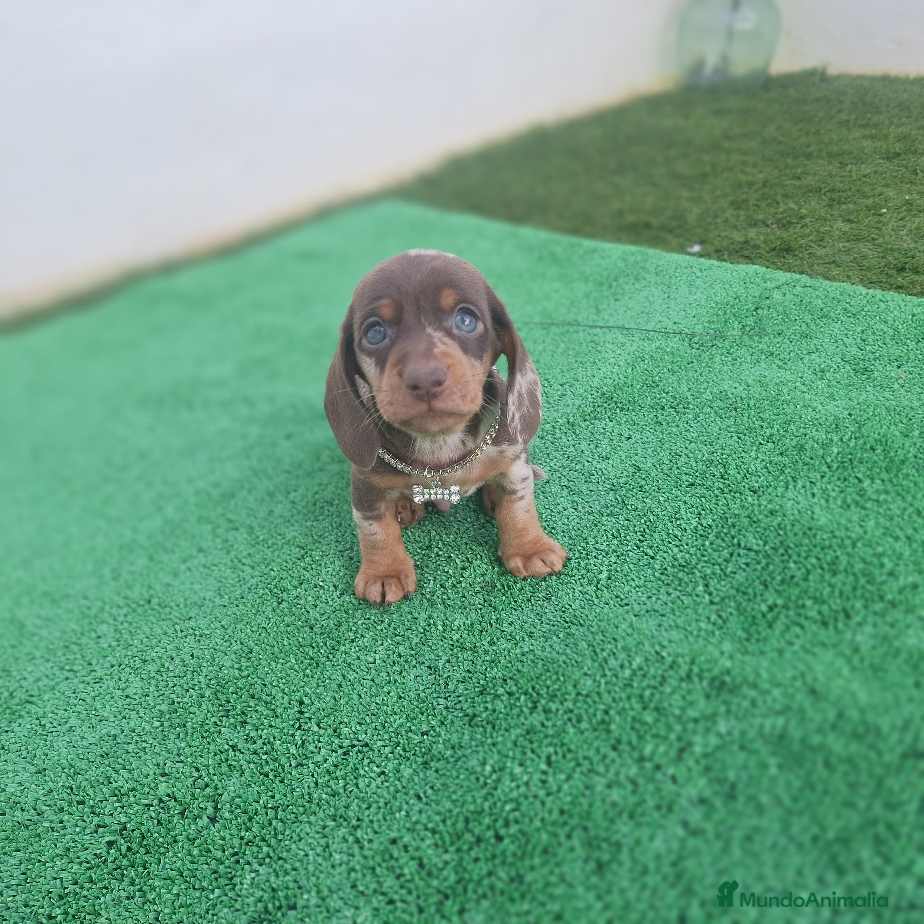 Teckel perros TECKEL MINIATURA & KANINCHEN ARLEQUIN  - Anuncio 1