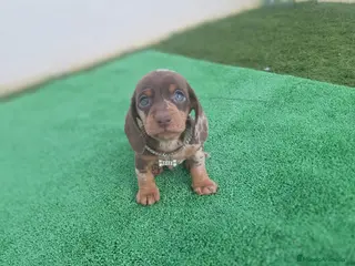 Teckel perros TECKEL MINIATURA & KANINCHEN ARLEQUIN - Anuncio 1