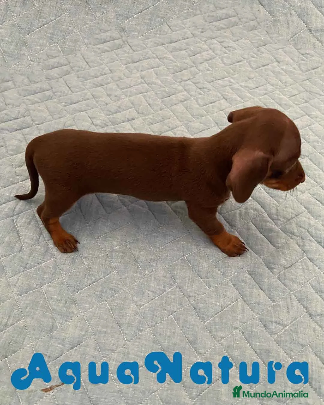 Teckel perros en venta: Teckel Hembra 6259 - AQUANATURA en Barcelona - Anuncio 2