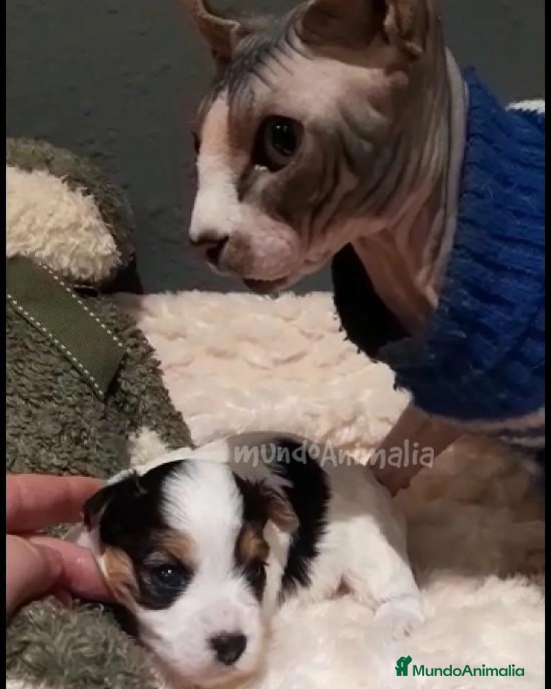 Imagen de galería {{count}}