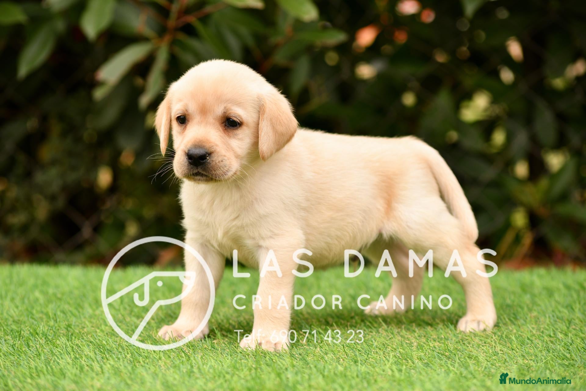 Labrador Retriever perros Labrador retriever dorado - Anuncio 2