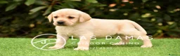 Labrador Retriever perros en venta: Labrador retriever dorado - Anuncio 1