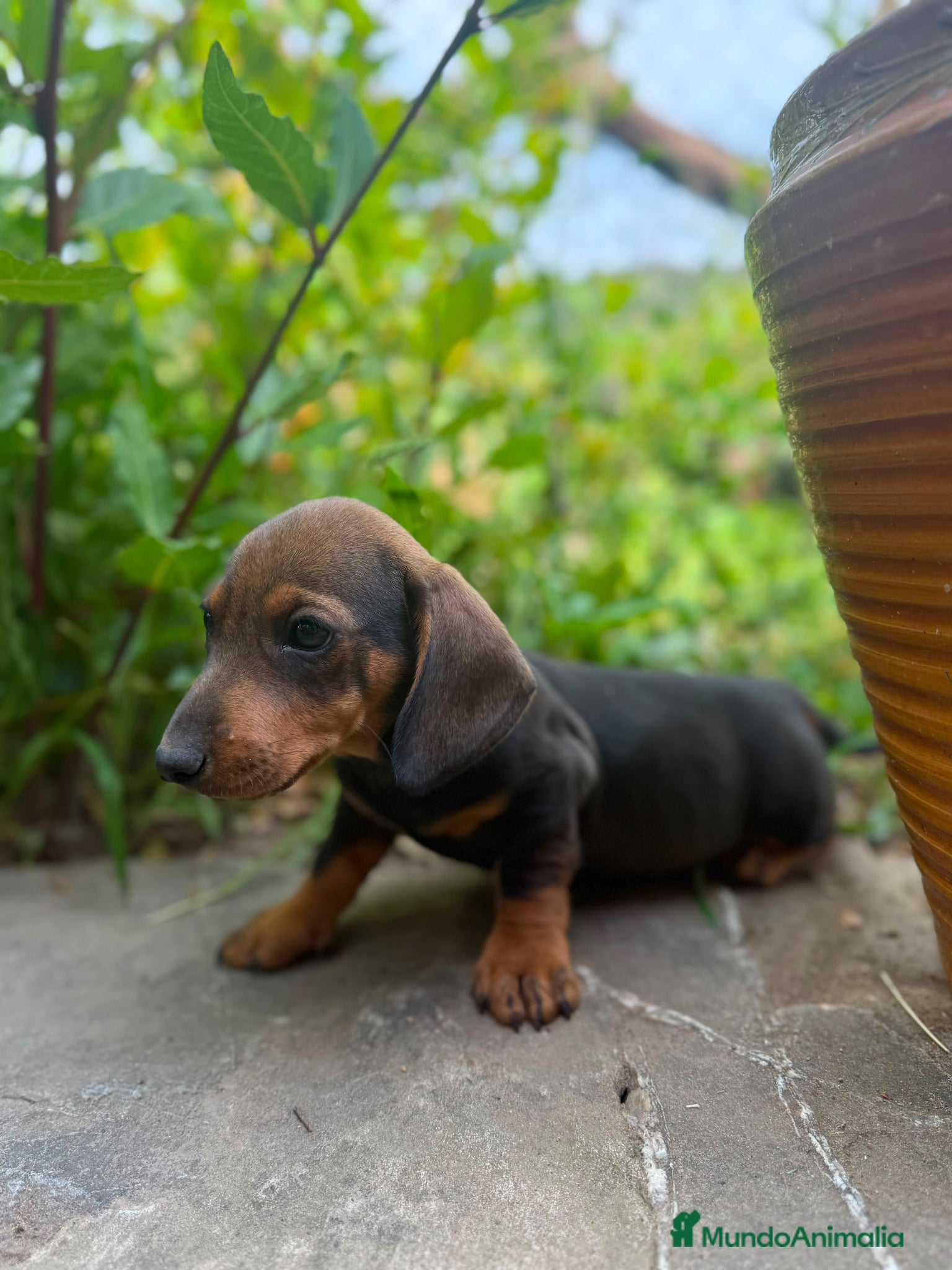 Teckel Miniatura perros TECKEL JABALÍ MINIATURA  - Anuncio 2