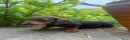 Teckel Miniatura perros en venta: TECKEL JABALÍ MINIATURA  - Anuncio 2