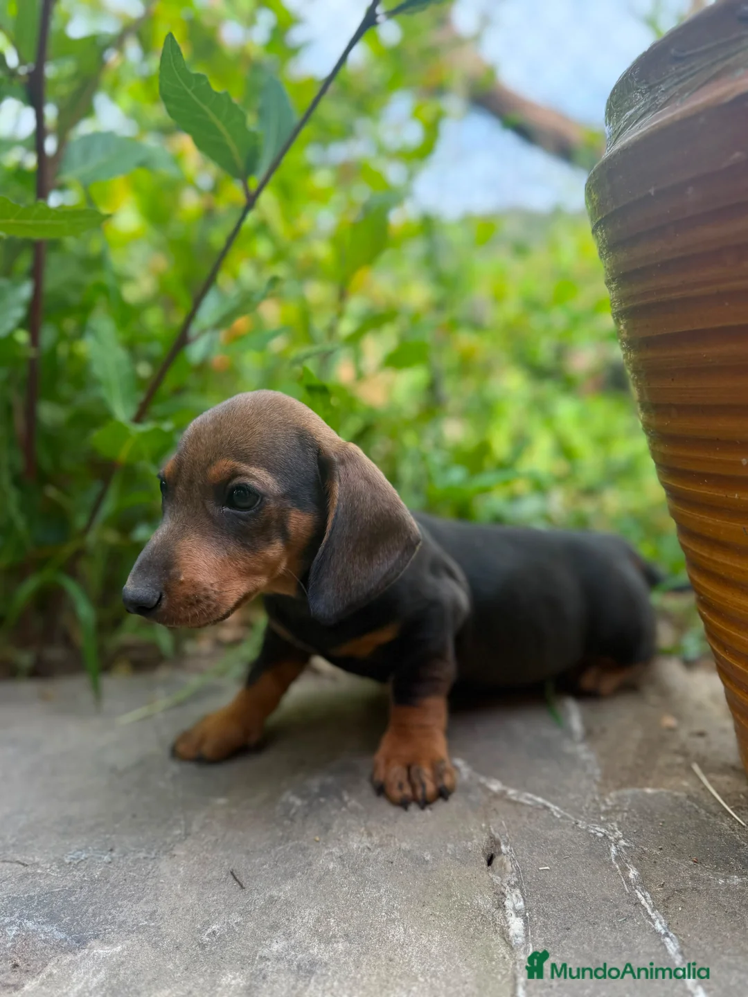 Teckel Miniatura perros en venta: TECKEL JABALÍ MINIATURA  - Anuncio 2