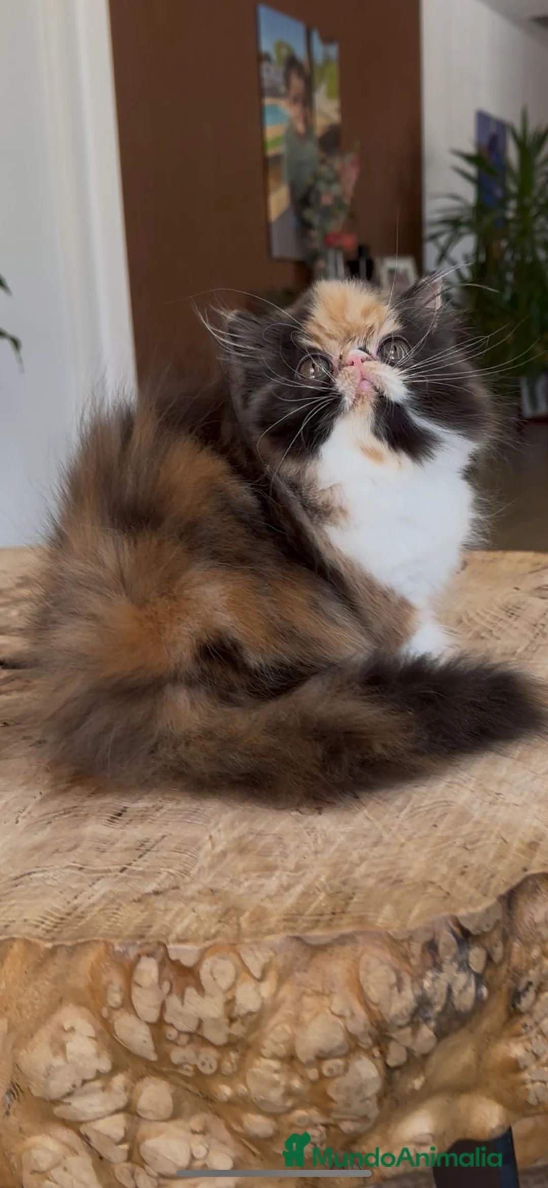 Persa gatos en venta: Persa hembra  - Anuncio 2