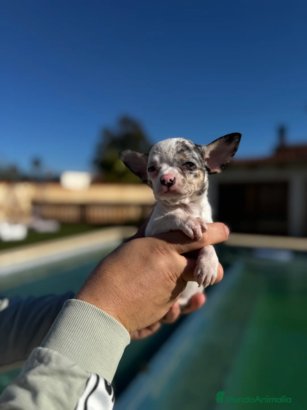 Chihuahua perros en venta: Chihuahuas  en Illes Balears - Anuncio 13