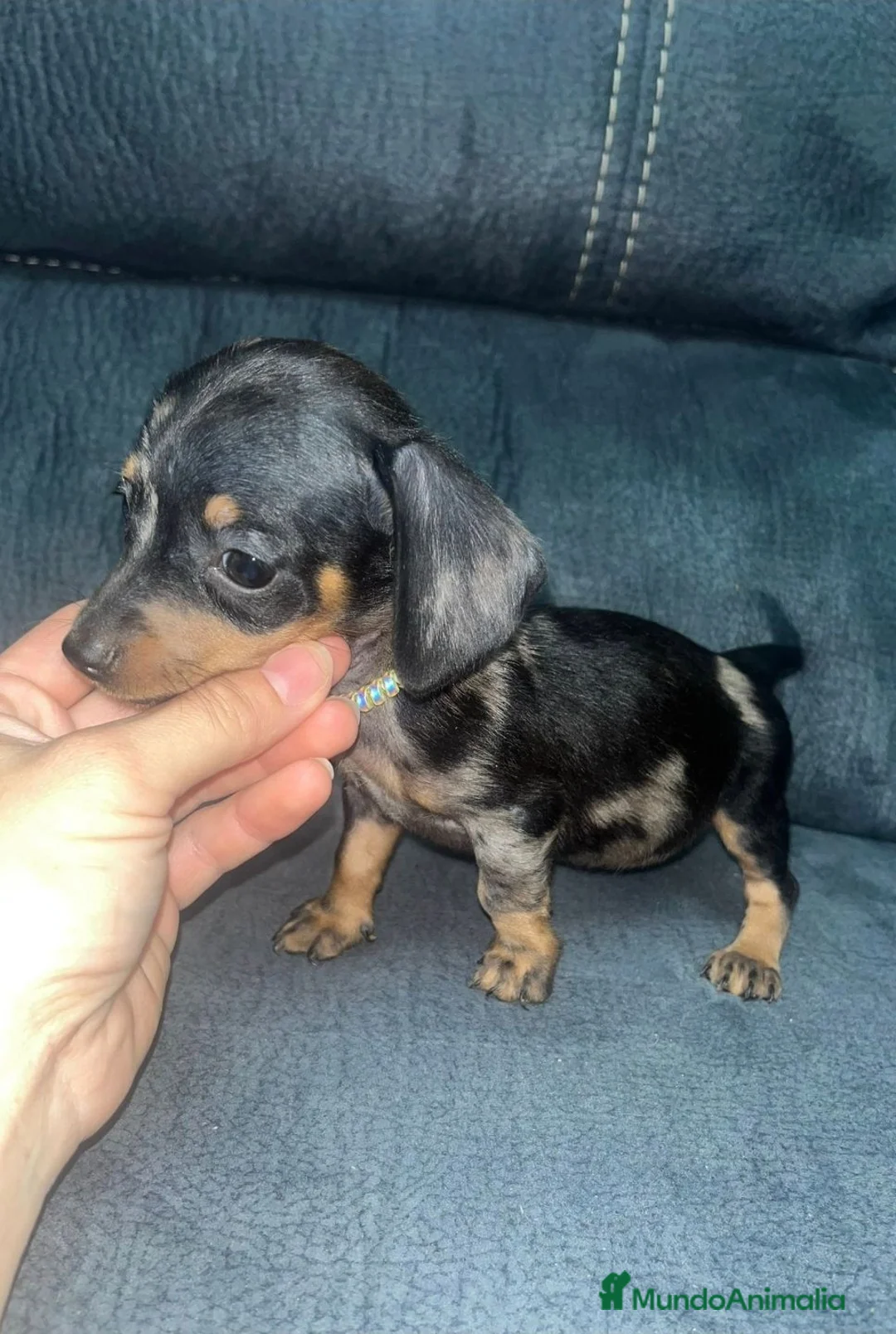 Teckel Miniatura perros en venta: Teckel kanichen  - Anuncio 2
