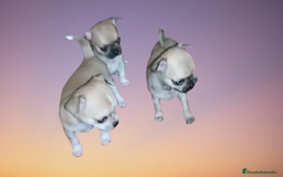 Chihuahua perros en venta: CAMADA CHIHUAHUAS CABEZA DE MANZANA  - Imagen 4