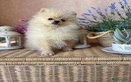 Pomerania perros en venta: Pomerania Macho disponible fotos actuales  - Imagen 7