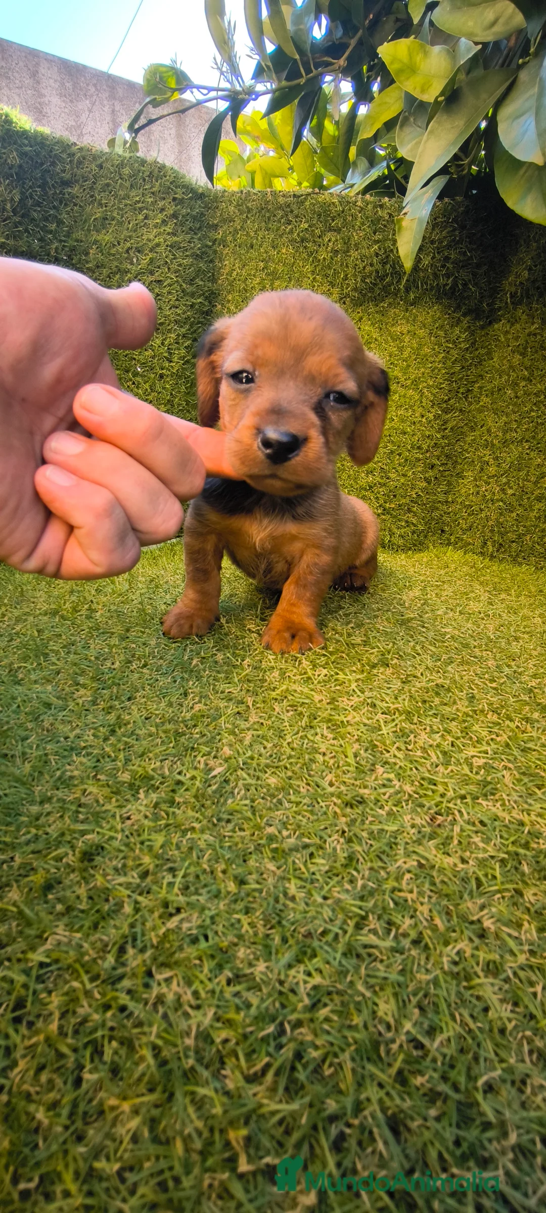 Teckel Miniatura perros en venta: camada teckel miniatura  - Anuncio 13