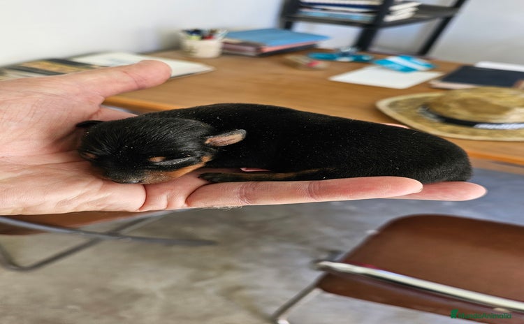 Pinscher Miniatura perros - Anuncio 1