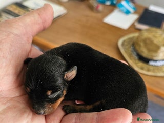 Pinscher Miniatura perros - Anuncio 6