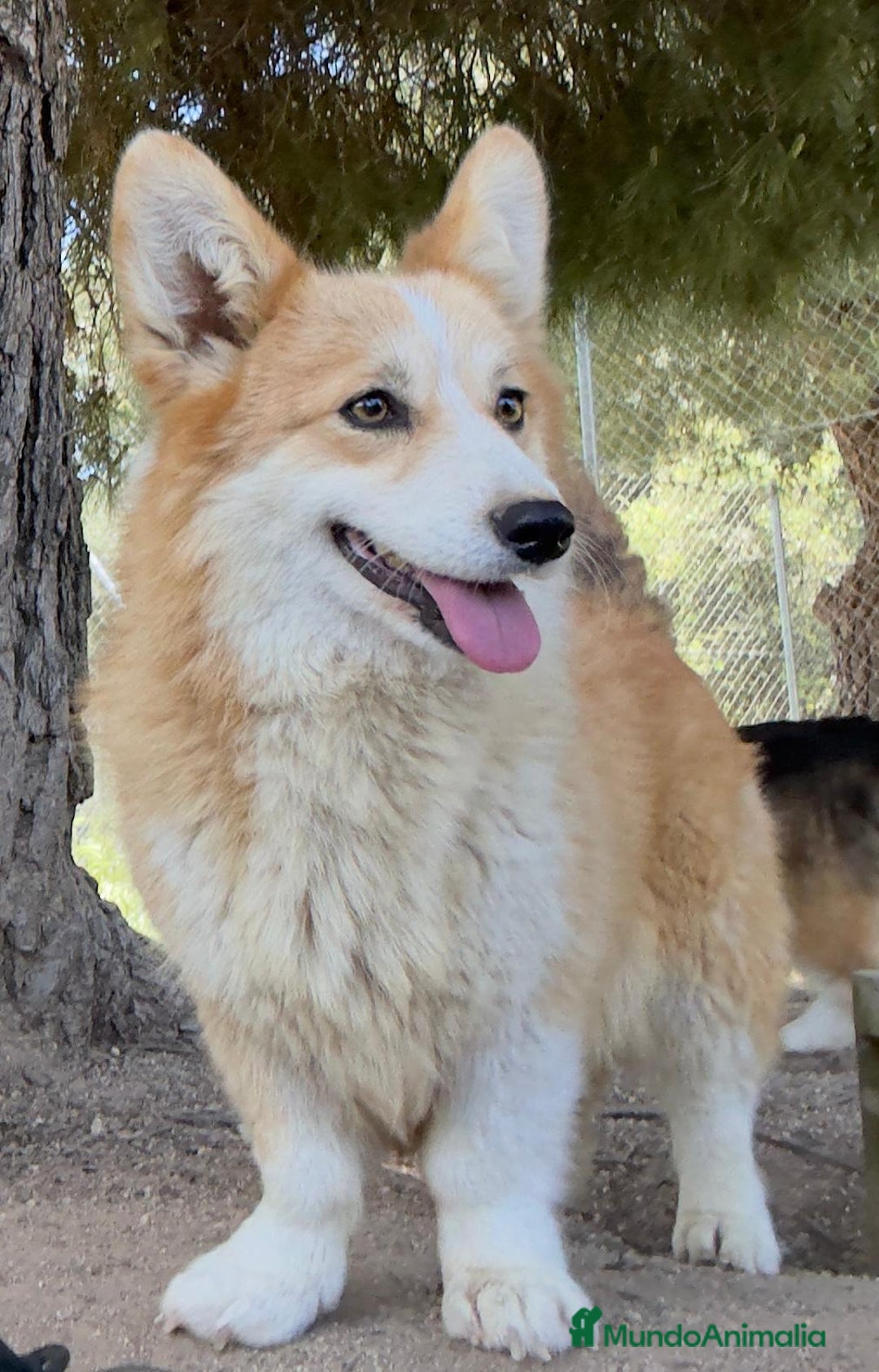 Welsh Corgi Pembroke perros en venta: Corgis simpatiquísimos - Imagen 5