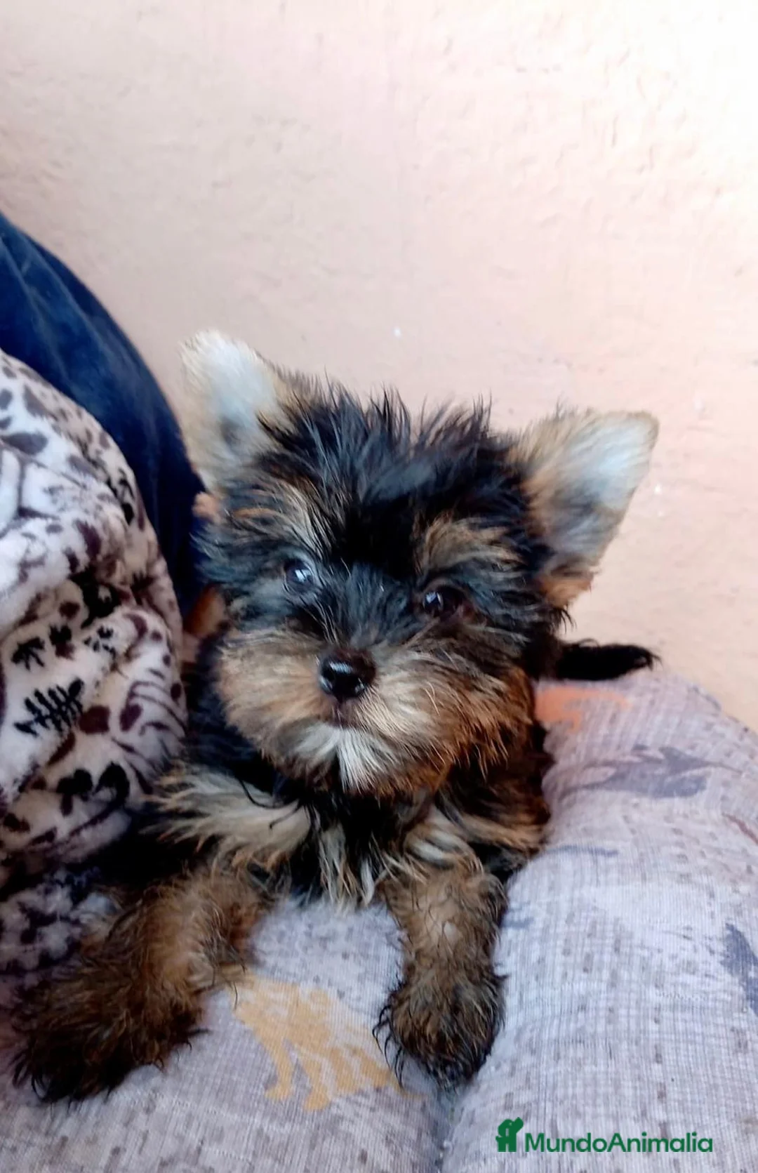 Yorkshire Terrier perros en venta: Yorshire toy - Anuncio 3