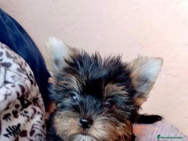 Yorkshire Terrier perros en venta: Yorshire toy - Anuncio 2