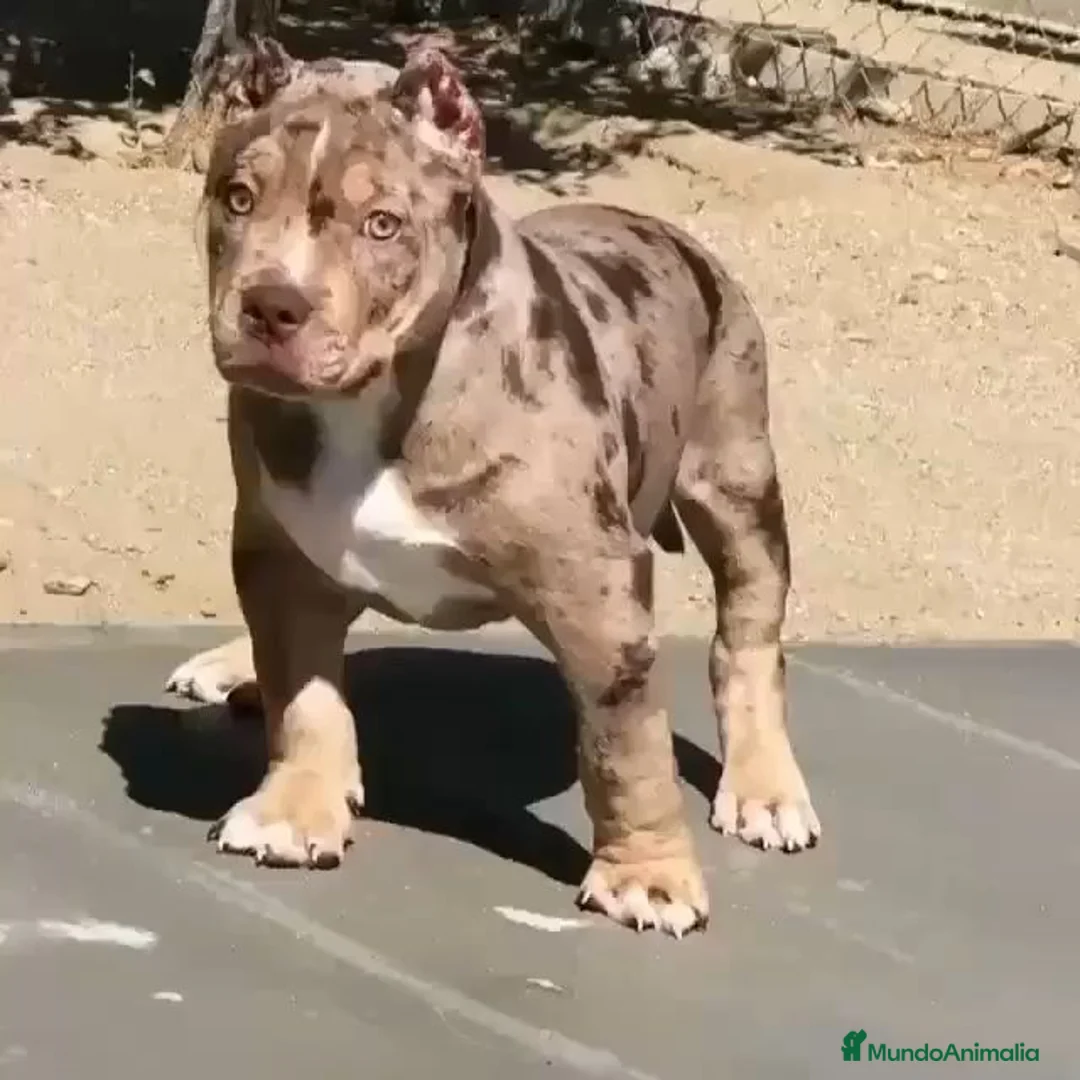 American Pit Bull Terrier perros en venta: AMERICAN PITBULL CRIADORES CON GARANTIA!! en Sevilla - Anuncio 3