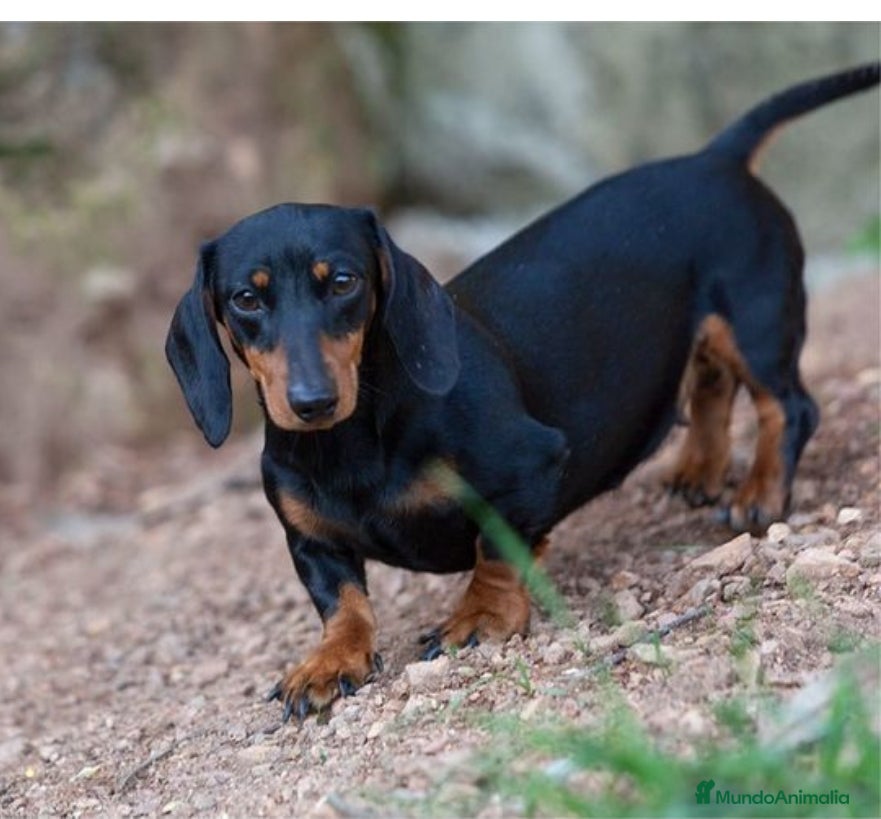 Teckel Miniatura perros Quieres un teckel? - Anuncio 6