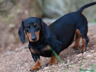 Teckel Miniatura perros Quieres un teckel? - Anuncio 1