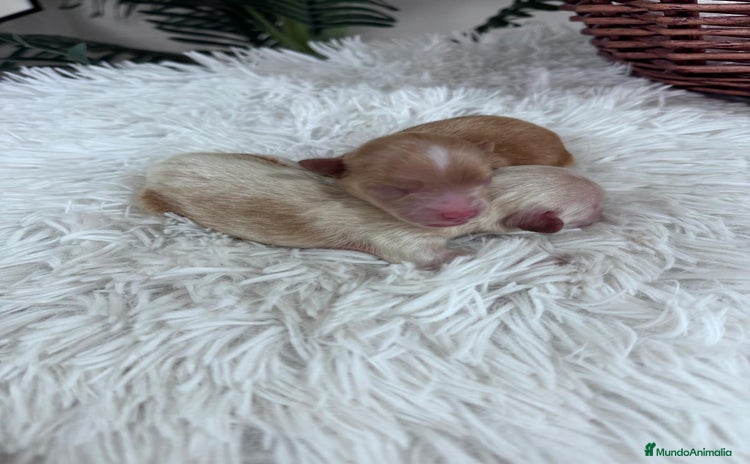 Maltipoo perros - Anuncio 1