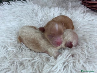 Maltipoo perros - Anuncio 17