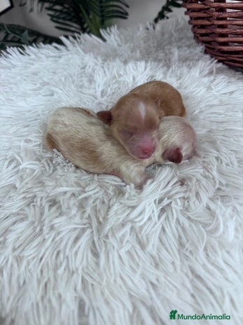 Maltipoo perros - Anuncio 16