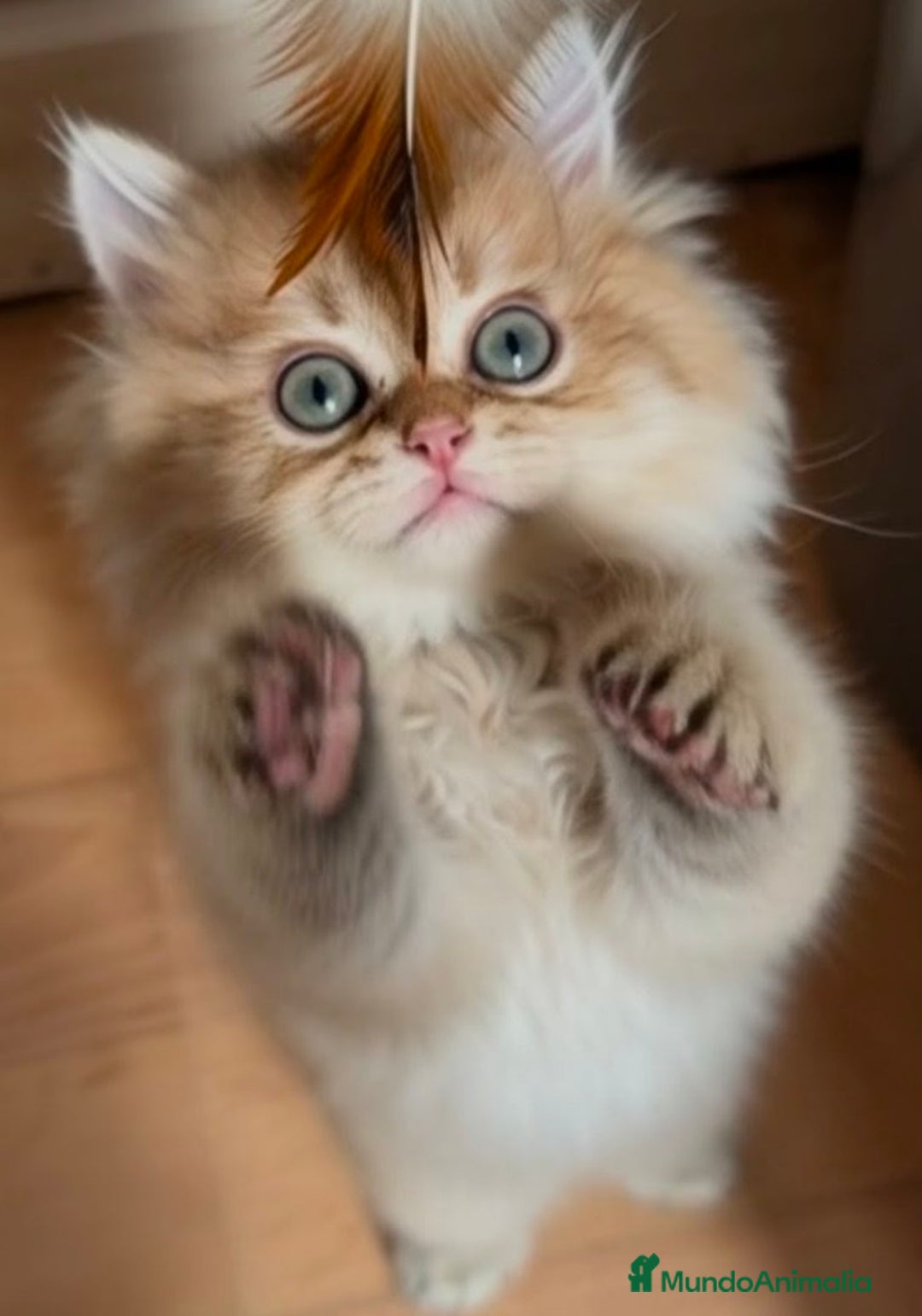 Británico de Pelo Largo gatos en venta:  2gatitos color exclusivo british golden longhair  - Anuncio 8