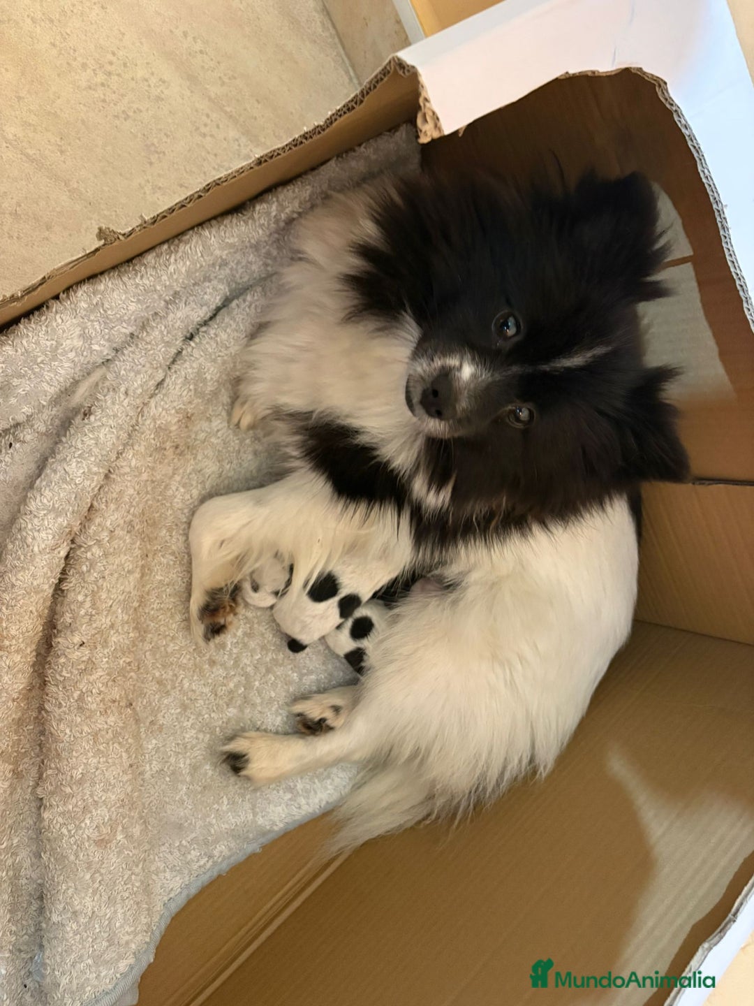 Pomerania perros en venta: Preciosa camada Lulú Pomerania toy de color party - Anuncio 5