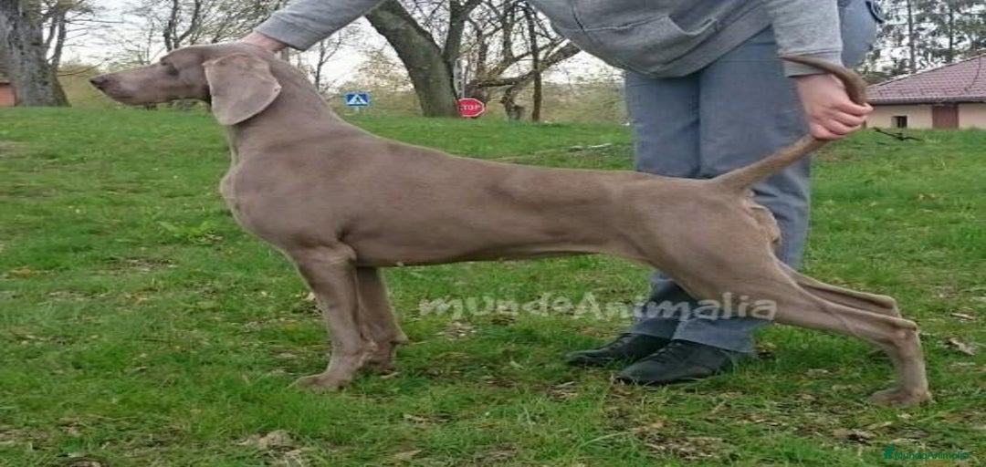 Imagen de galería {{count}}