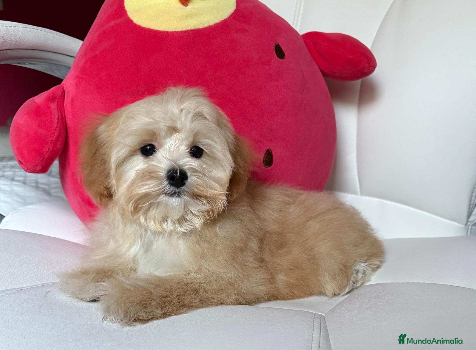 Maltipoo perros en venta: Maltipoo Hembra !!!! - Anuncio 8