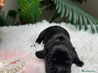 Cocker Spaniel Inglés perros COCKER HEMBRA - Anuncio 1