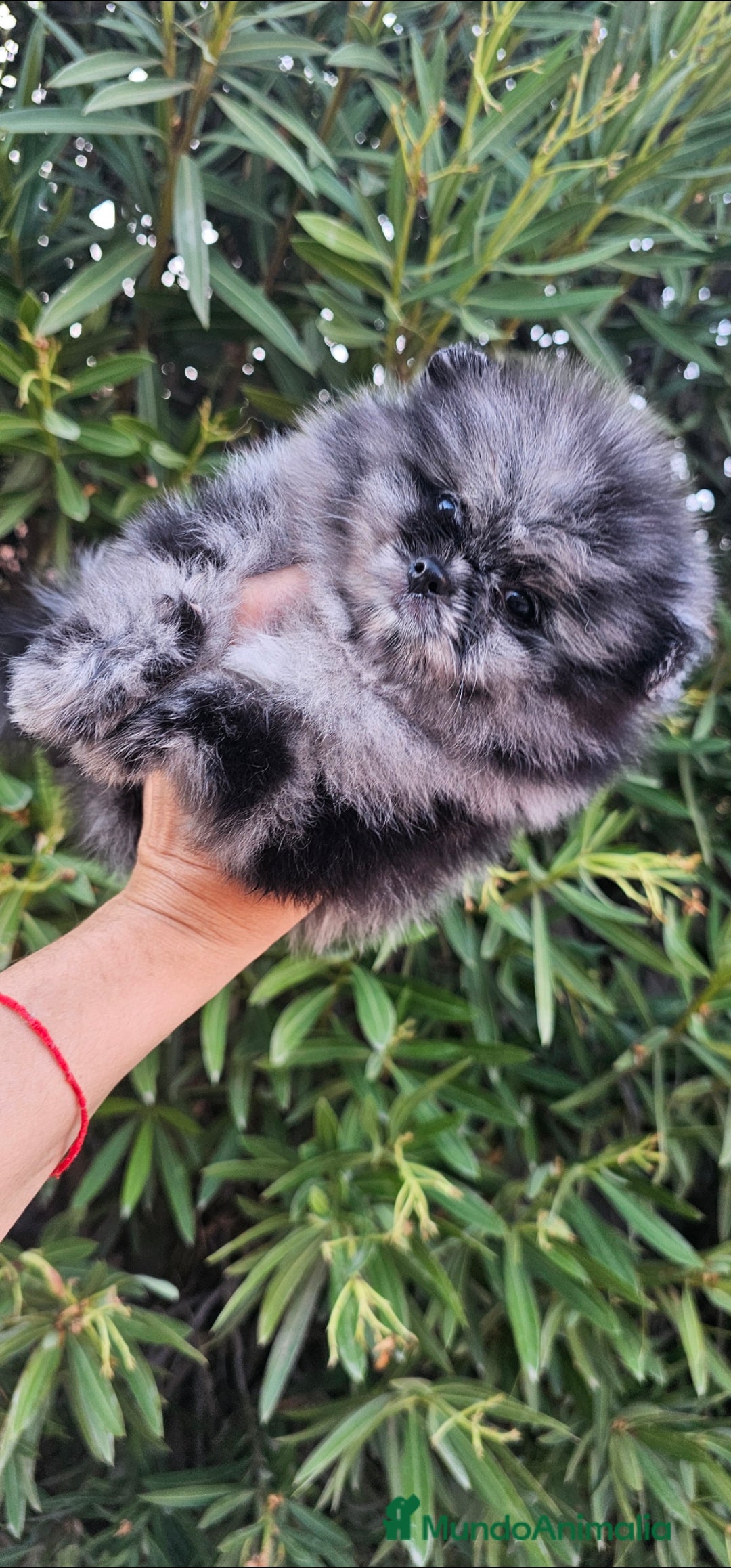 Pomerania perros en venta: ESPECTACULAR MACHITO POMERANIA MERLE  - Imagen 7