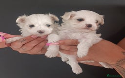 Bichón Maltés perros en venta: Bichón maltés  - Imagen 1