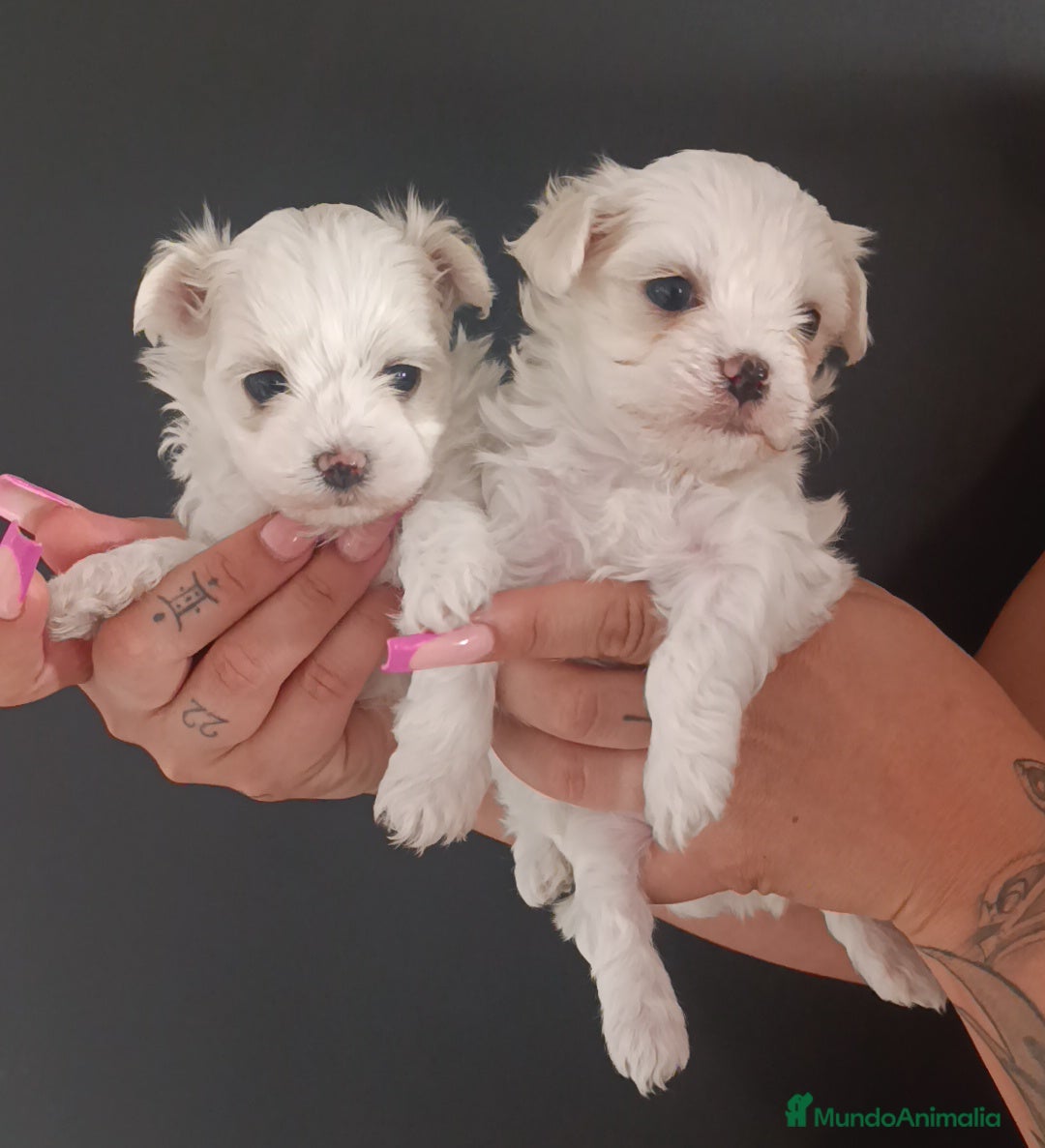 Bichón Maltés perros en venta: Bichón maltés  - Imagen 1