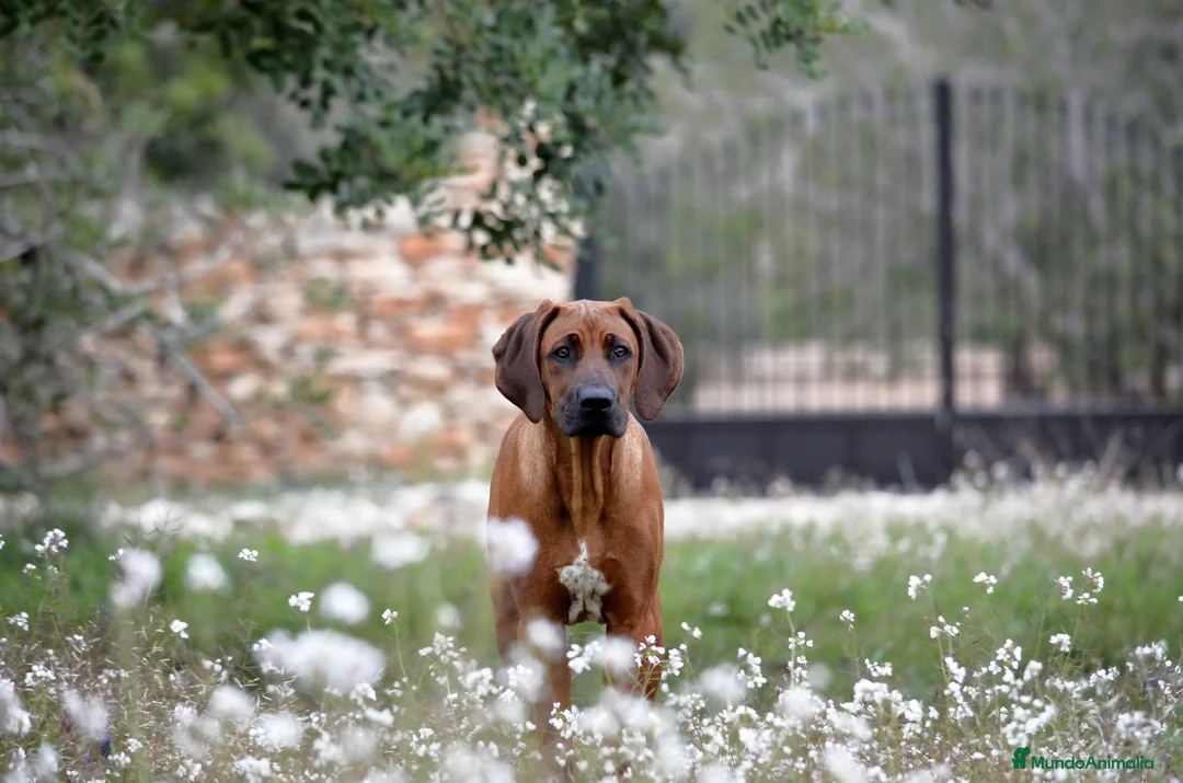 Imagen de galería {{count}}