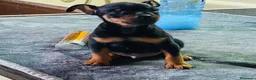 Pinscher Miniatura perros en venta: Pinscher miniatura - Anuncio 1