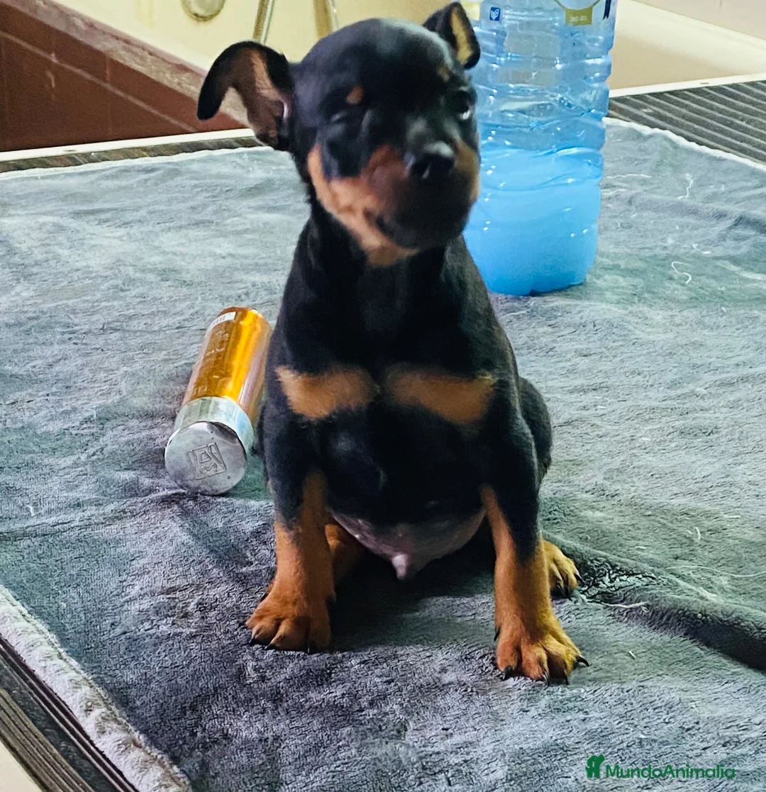 Pinscher Miniatura perros en venta: Pinscher miniatura - Anuncio 1