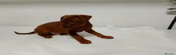 Pinscher Miniatura perros en venta: Pinscher rojos disponibles🐶🐾 en Cáceres - Anuncio 2