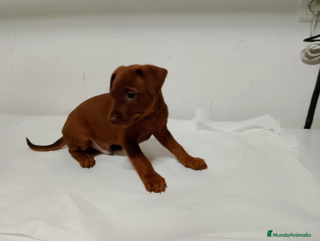 Pinscher Miniatura perros en venta: Pinscher rojos disponibles🐶🐾 en Cáceres - Anuncio 2