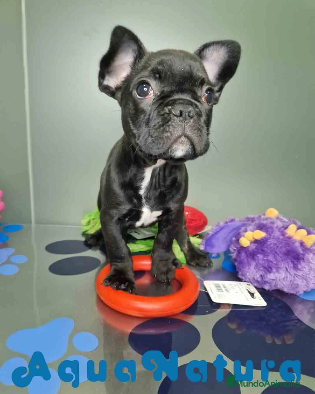 Bulldog Francés perros en venta: Bulldog Frances Macho 2434 AQUANATURA - Anuncio 8