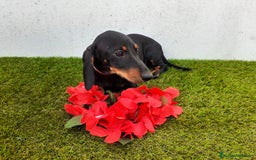 Teckel perros en venta: Preciosos TECKEL  - Imagen 7